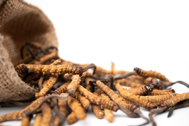 primer plano de ophiocordyceps sinensis o cordyceps de hongos en bolsa de saco marrón sobre fondo aislado. propiedades medicinales en el tratamiento de enfermedades. medicina orgánica nacional. - sinensis fotografías e imágenes de stock