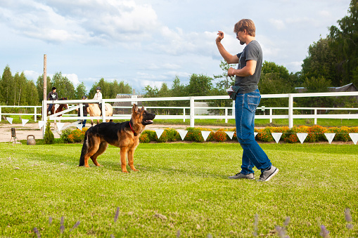 A male dog handler, owner of a young German shepherd dog, trains his dog on a training field.