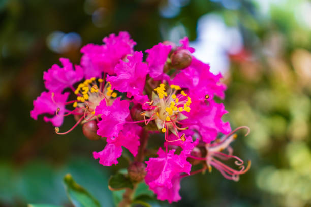 istock Lagerstromia or Indian lilac in bloom. 1348023943
