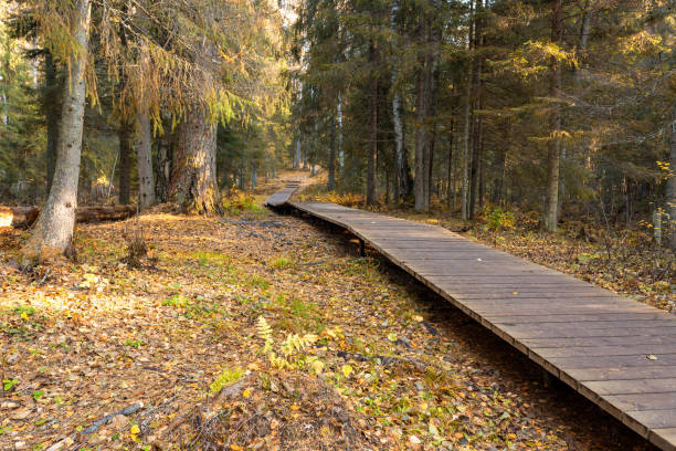 istock A path with wooden flooring in the autumn park 1348024139
