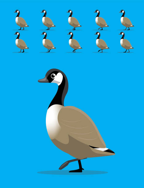 Animal Animation Sequence Canada Geese Walking Cartoon Vector Animal Animation EPS10 File Format canada goose stock illustrations