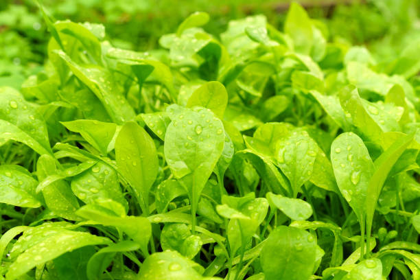istock Fresh spinach leaves, selective focus. Healthy vitamin food concept. 1348025524