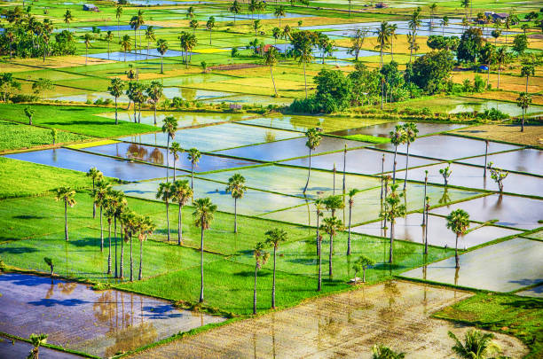 インドネシア、東ヌサ・トゥンガラ島ブキット・ペルサウダラアン・ウェインガプ・スンバ島の水田への空中写真 - tenggara ストックフォトと画像