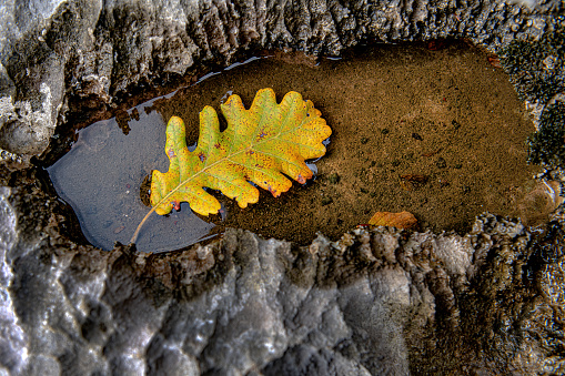 Oak leaf in water on a limestone rock and Autumn , Slovenia,Karst, Primorska, Europe