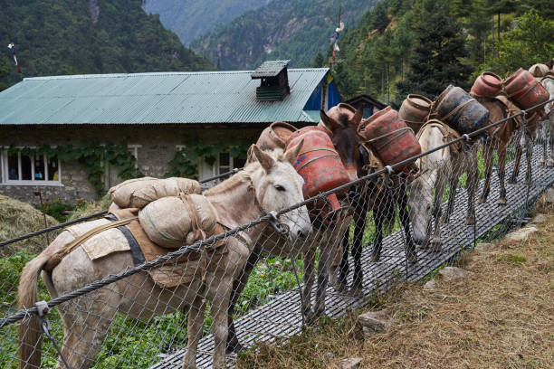 Donkeys on suspension bridge, traffic jam,  Khumbu Valley, Nepal