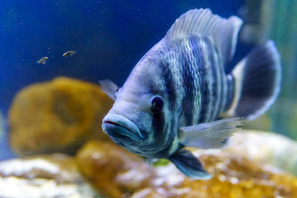 Nile tilapia fish is species of tilapia. Commercially important as a food fish and is also farmed. Selective focus