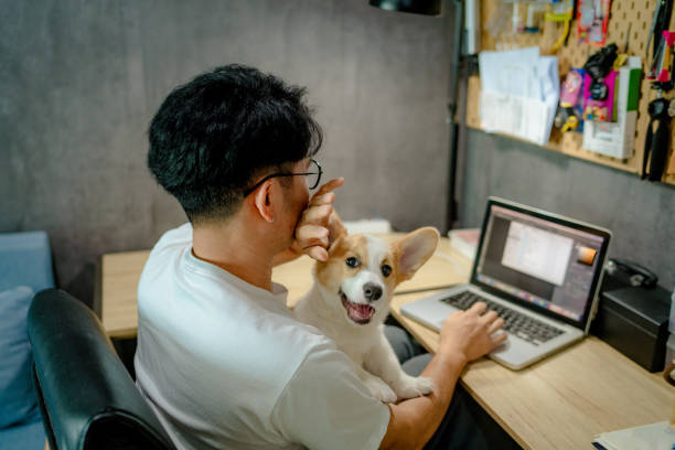 Cute Corgi trying to get his owner’s attention.