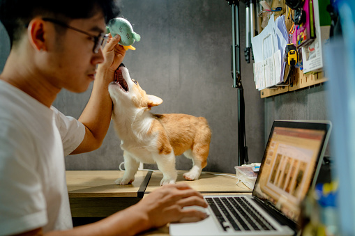 Naughty puppy is inviting Asian man to play while he working at desk.