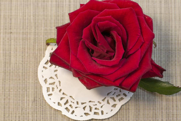 istock Beautiful dark red single rose on grey rough linen textured background close up with copy space 1348028227