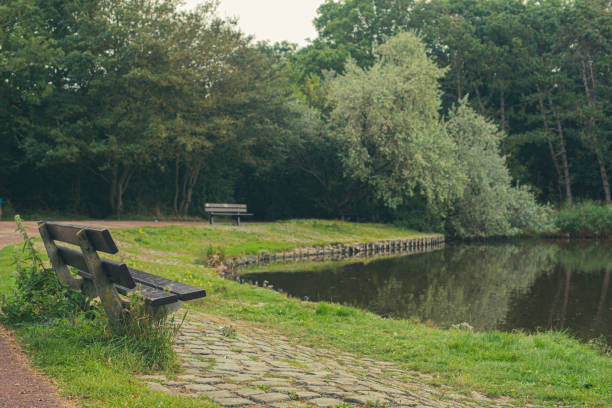lake in the forest park