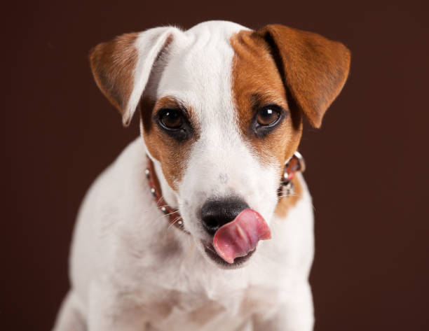 istock Licking dog on brown background 1348030851