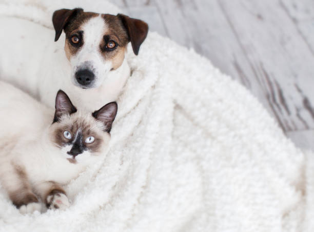 istock Cat and dog together under white plaid 1348031054
