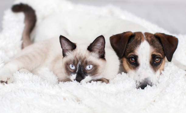istock Cat and dog together on white plaid 1348031057