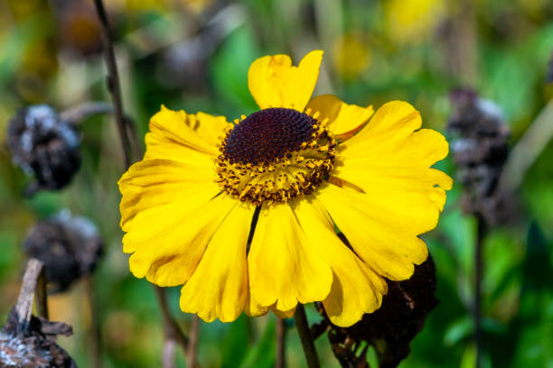 Helenium 'El Dorado' Helenium 'El Dorado' a summer autumn fall flowering plant with a yellow summertime flower commonly known as Sneezeweed, stock photo image sneezeweed stock pictures, royalty-free photos & images