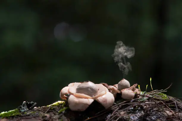 Puffball Mushroom releasing Spores dust in Tropical Rainforest.