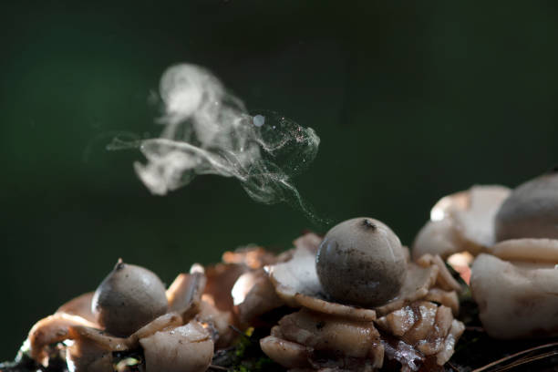 puffball pilz setzt sporenstaub im tropischen regenwald frei. - spore stock-fotos und bilder