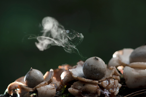 Puffball Mushroom releasing Spores dust in Tropical Rainforest.