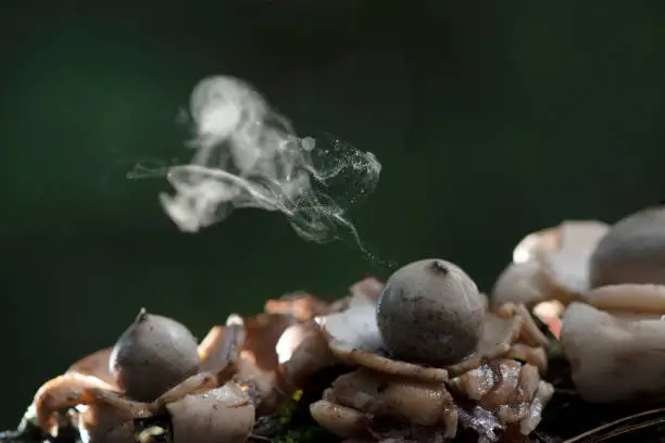 Photo of Puffball Mushroom releasing Spores dust in Tropical Rainforest.