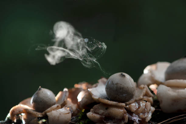 puffball mushroom releasing spores dust in tropical rainforest. - spore imagens e fotografias de stock