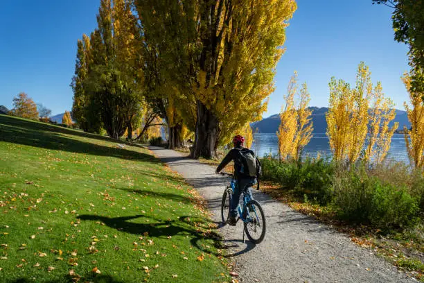 Tourist riding the bike on the Millennium track along the Wanaka lakeside among the autumn trees.