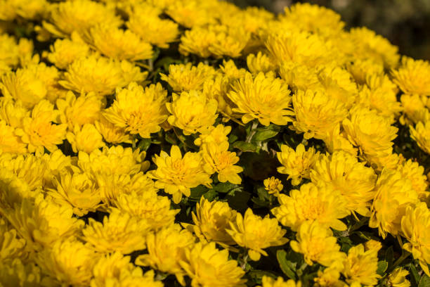 istock A large bouquet of small yellow chrysanthemums 1348035752