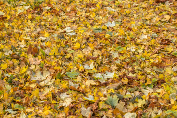 abstract autumn background with fallen foliage on bright autumn day abstract autumn background with fallen foliage on bright autumn day. folliage stock pictures, royalty-free photos & images
