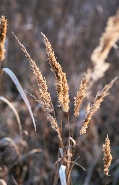 istock Pampas grass natural pattern, close up, selective focus. Dry reeds boho style, scenic nature on sunset. 1348036011