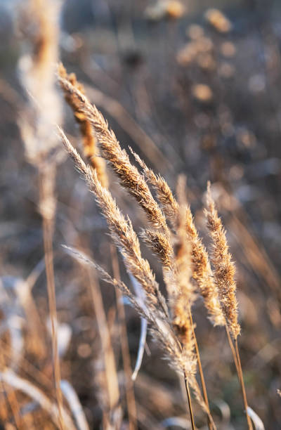 istock Pampas grass natural pattern, close up, selective focus. Dry reeds boho style, scenic nature on sunset. 1348036042