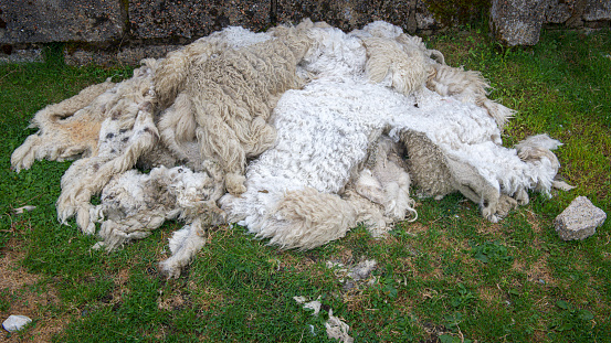 A sad sheep lying on the ground
