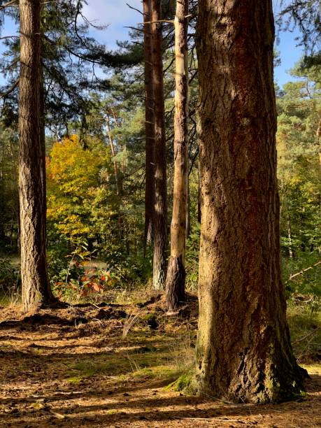 istock autumn season in the park 1348037243