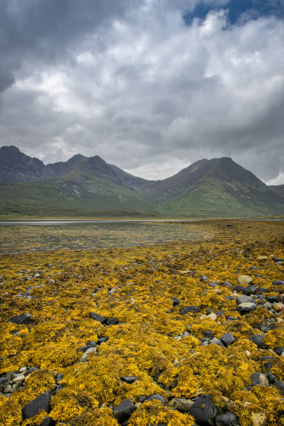 Seaweed covering rocks on the beach alongside Loch Slapin between Broadford and Elgol on the Isle of Skye in Scotland. Seaweed covers the beach alongside Loch Slapin between Broadford and Elgol on the Isle of Skye in Scotland. isle of skye broadford stock pictures, royalty-free photos & images