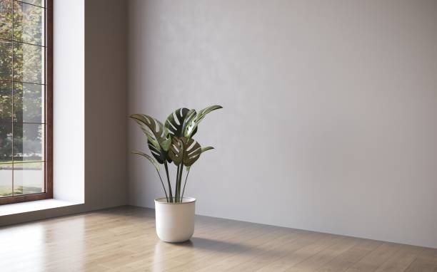 istock Empty room white walls with beautiful plants sideways on the floor. 3d rendering 1348037353