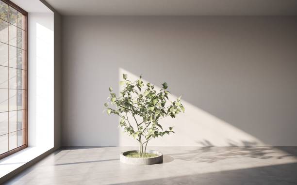 istock Empty room white walls with beautiful plants sideways on the floor. 3d rendering 1348037527
