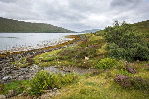 Display of the diversity of plants growing close to the beach of Loch Slapin between Broadford and Elgol on the Isle of Skye in Scotland. Seaweed covers the beach alongside Loch Slapin between Broadford and Elgol on the Isle of Skye in Scotland. isle of skye broadford stock pictures, royalty-free photos & images