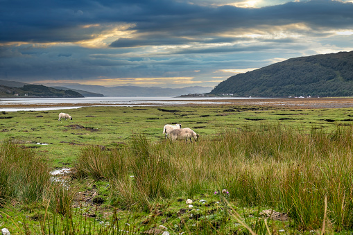 A small flock of sheep grazing in a meadow at the side of a loch on the Isle of Skye in Scotland.