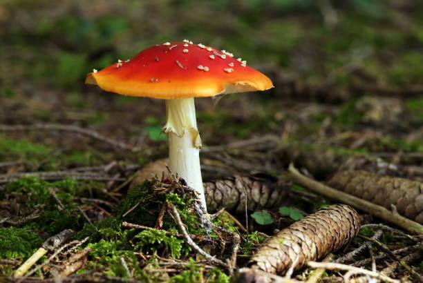 beautiful toadstool with pine cones in fores - mushroom fly agaric mushroom photograph toadstool imagens e fotografias de stock