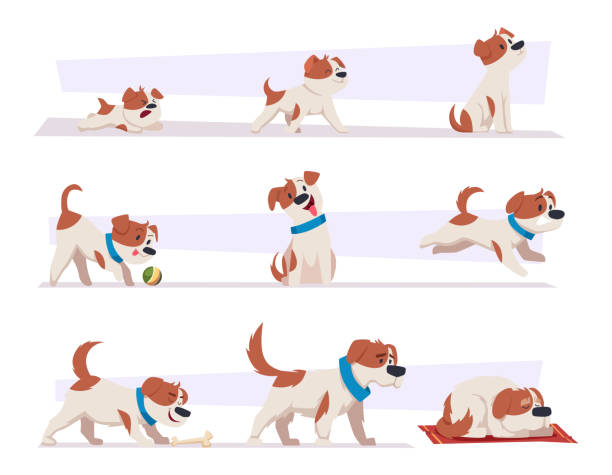 개 성장 단계. 만화 국산 동물 강아지 생활 진행 사진 행복 활성 강아지와 피곤 늙은 개 정확한 벡터 일러스트 레이션 세트 - dog stock illustrations