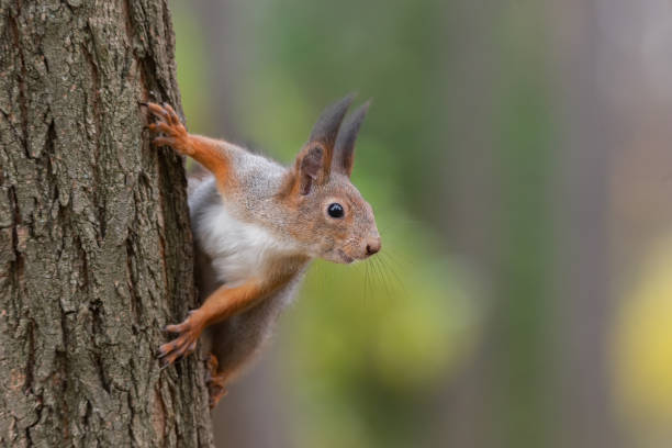 istock Squirrel in the autumn park 1348041432