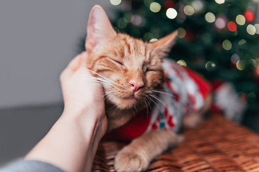 Hands are holding head of cute ginger cat in xmas jumper with christmas tree bokeh lights on background, Christmas or New Year postcard