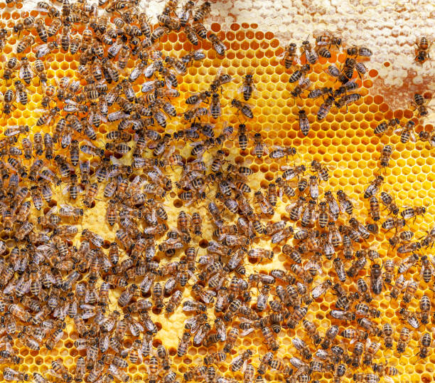 istock Bee honeycombs background with larvae in hive. 1348042758
