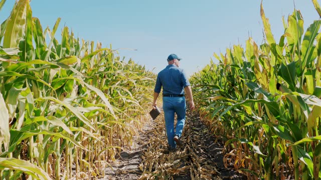 corn plantation. cornfield. back view. Farmer, with digital tablet, walking through corn field, between green corn rows. Agribusiness. Corn farm. Harvest time