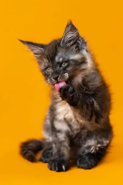 Photo of Funny purebred kitten of American Forest Cat licks his paw with red tongue on yellow background