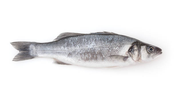 istock Fresh uncooked seabass isolated on white background 1348043820
