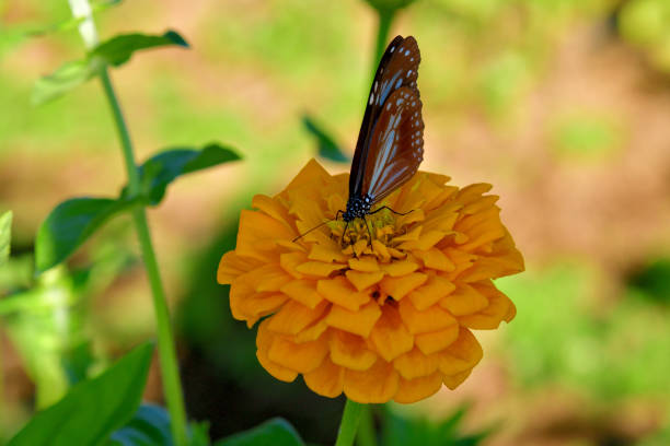 Butterflies and flowers refresh the morning, warm atmosphere, nature, happy all day.