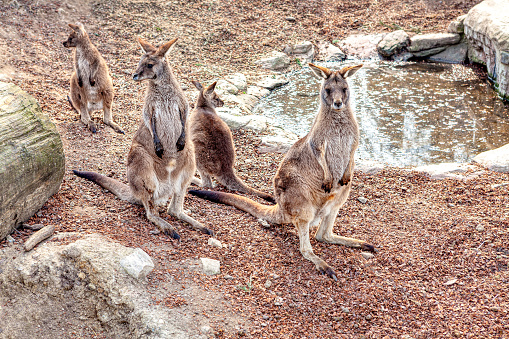Family of kangaroo . Macropus rufogriseus . Red-necked wallaby