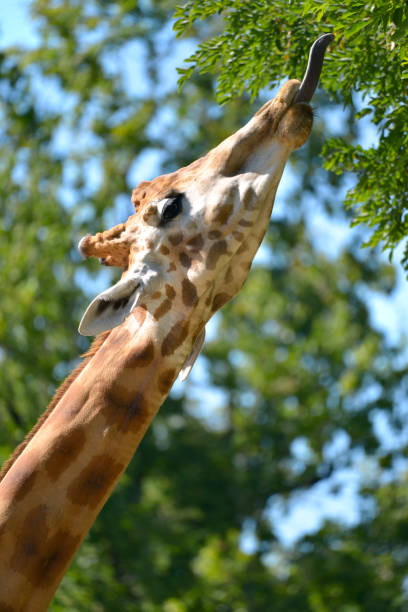 istock Closeup giraffe the tongue out 1348046542