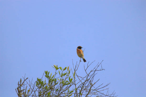 istock European Stonechat in the top of a tree. 1348046587