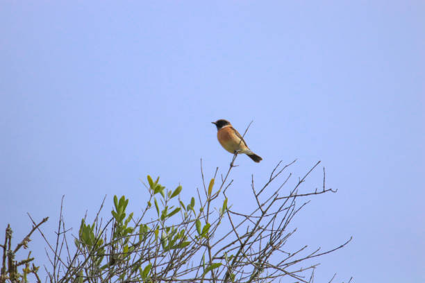 istock European Stonechat in the top of a tree. 1348046590