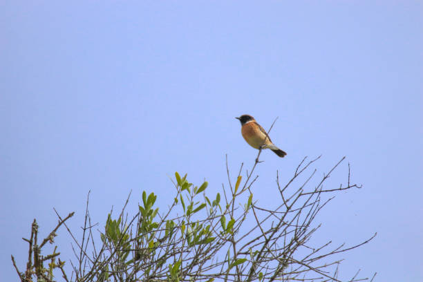 istock European Stonechat in the top of a tree. 1348046595