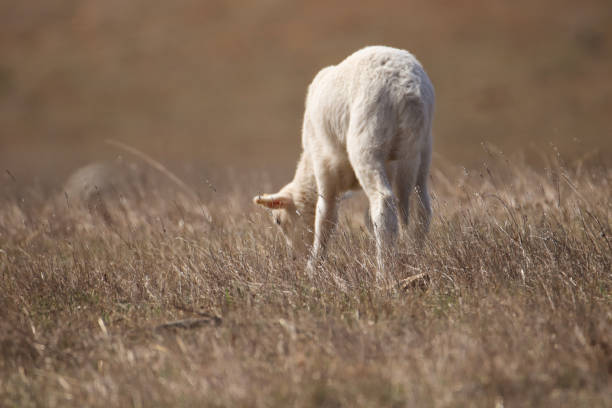 istock Small cute lamb gambolling in a meadow 1348047161